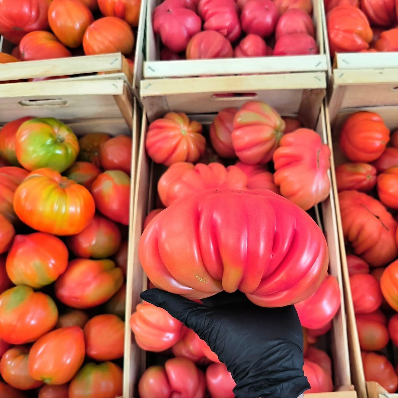 Tomaten Cuore di Bue aus dem Friaul - Feresin