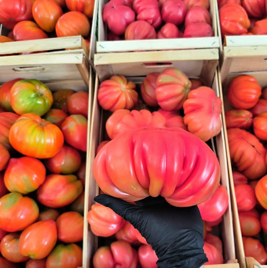 Tomaten Cuore di Bue aus dem Friaul - Feresin