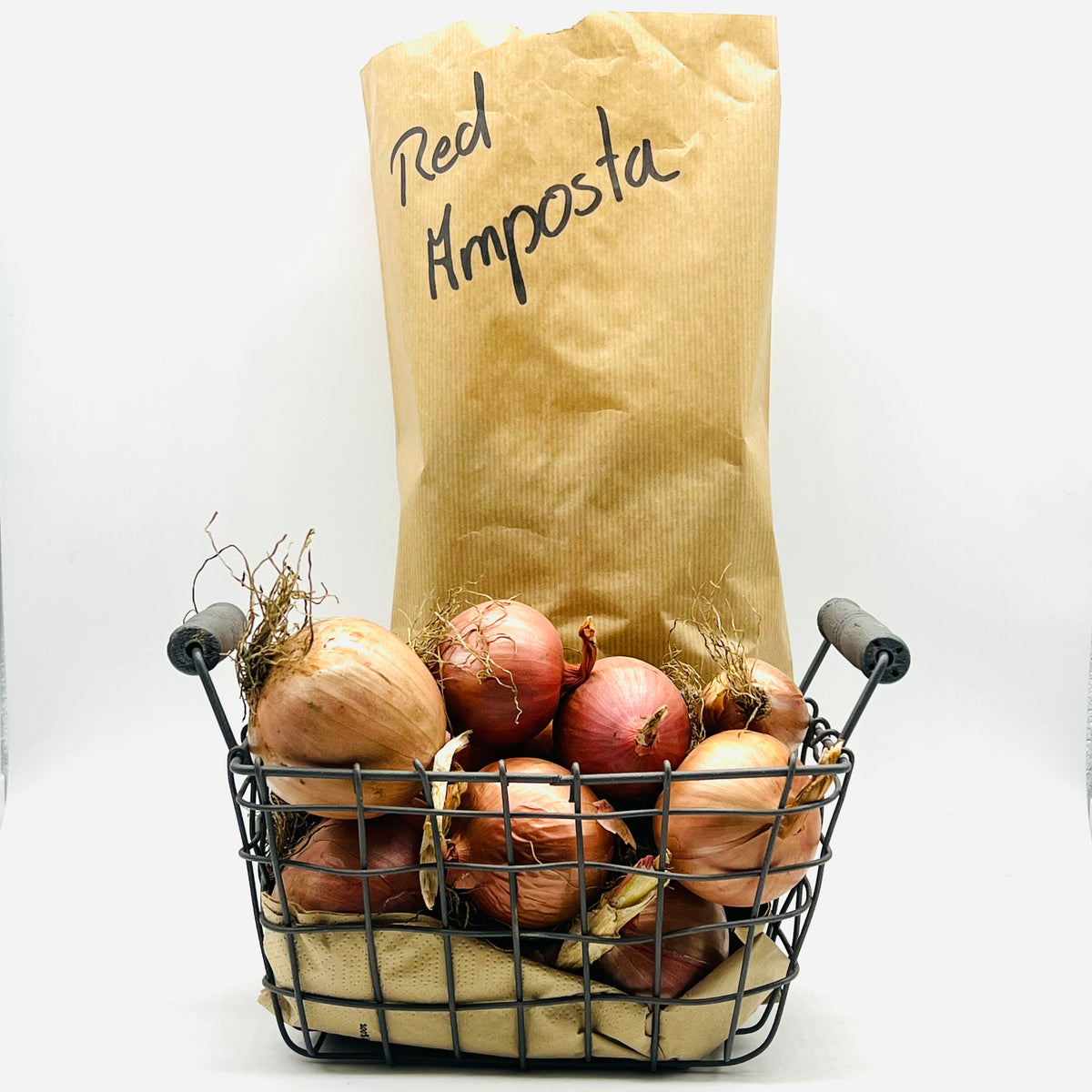 Red Amposta Zwiebel - Stekovics