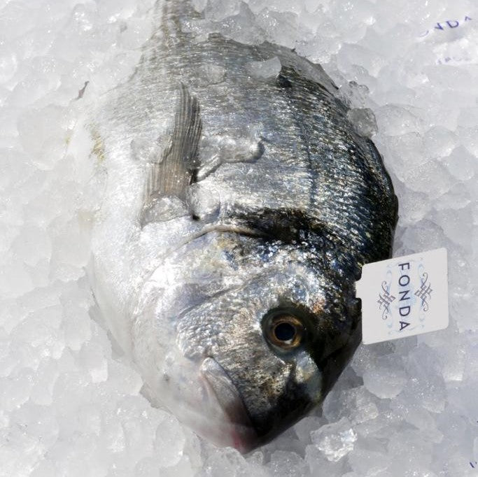 Dorade FONDA online bestellen