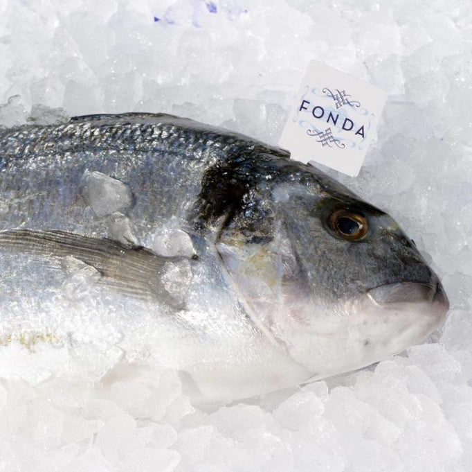 Dorade FONDA online bestellen